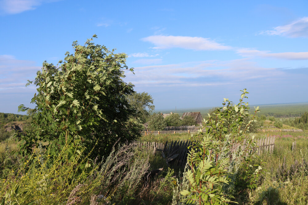Летний день... - Галина Ильясова Летний день... - Галина Ильясова