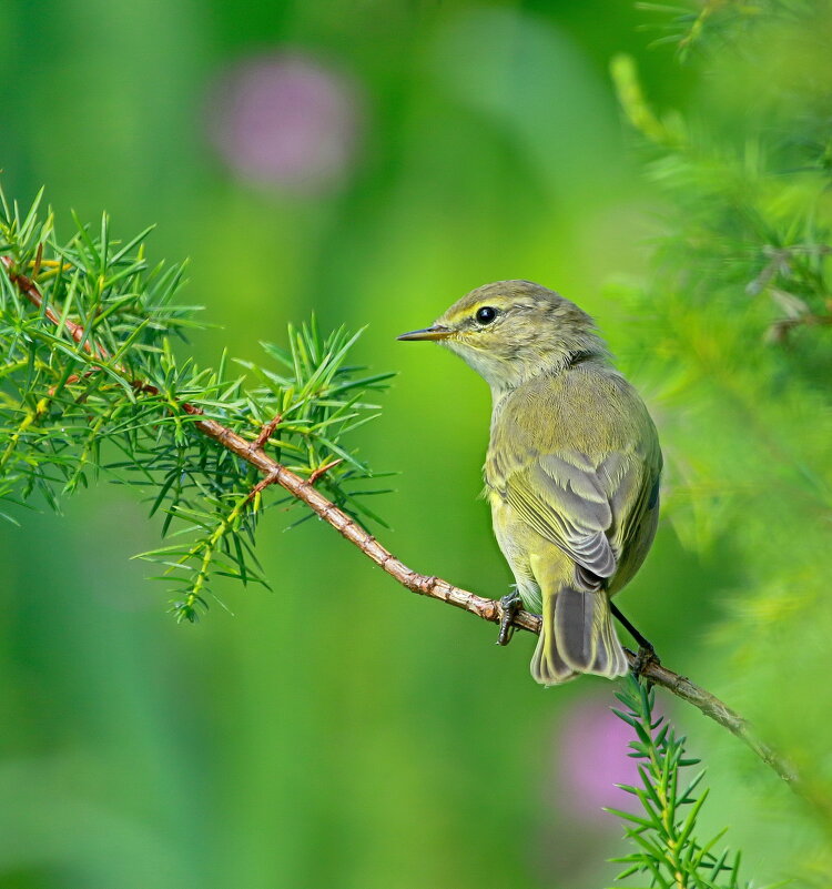 пеночка весничка  ( лат. Phylloscopus trochilus  ) - Andrey Bragin 