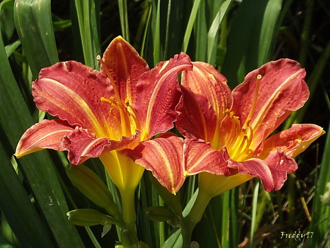 Лилейники - Freddy 97