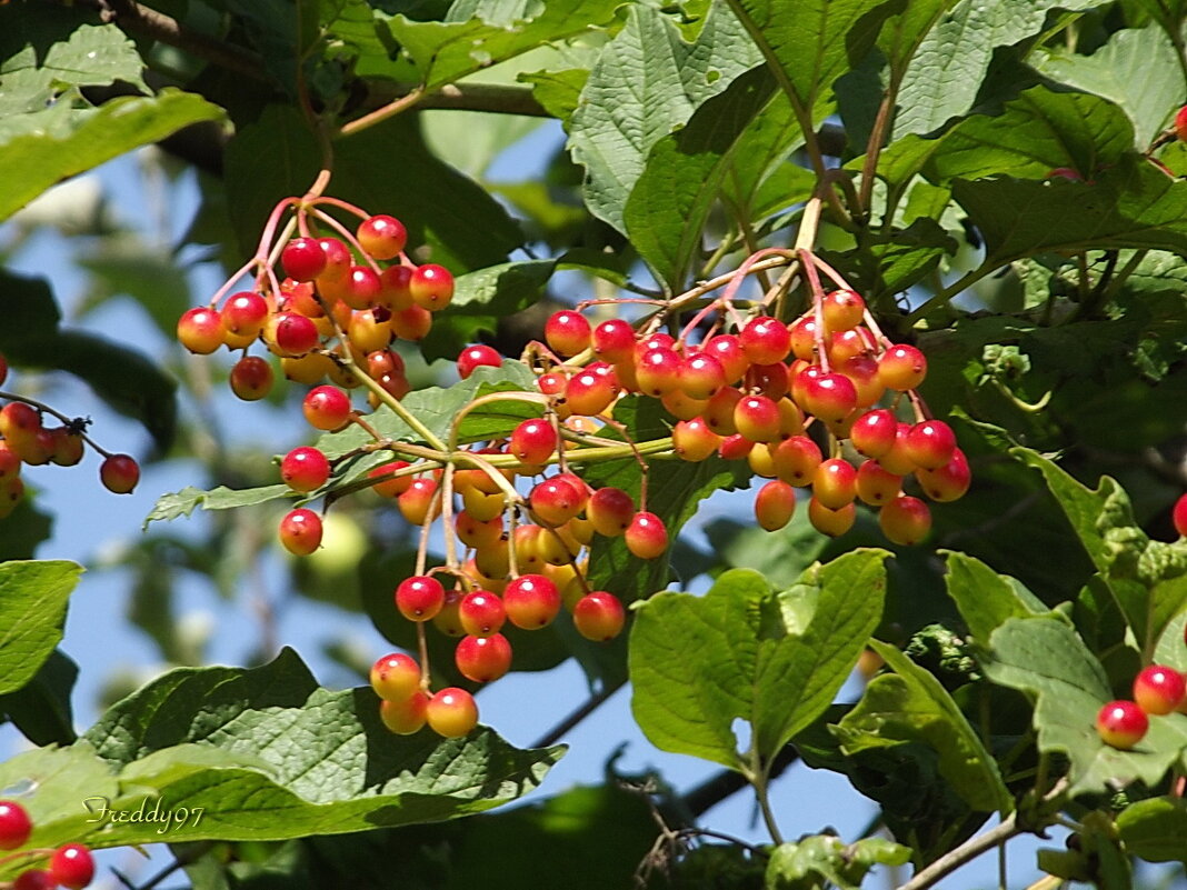 Калина - Freddy 97