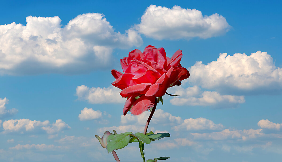 Роза в облаках - Анатолий Уткин Роза в облаках - Анатолий Уткин