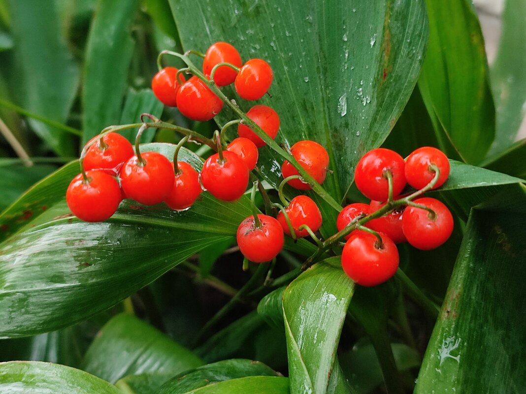 Ландыша ягодки - Валентина Богатко 