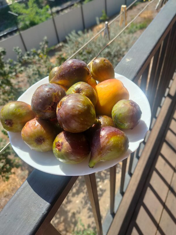 Инжир - Ирэн 