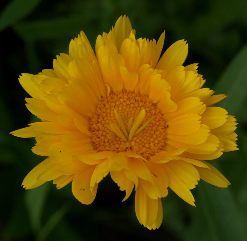 Цветок календулы. - сергей ермошкин