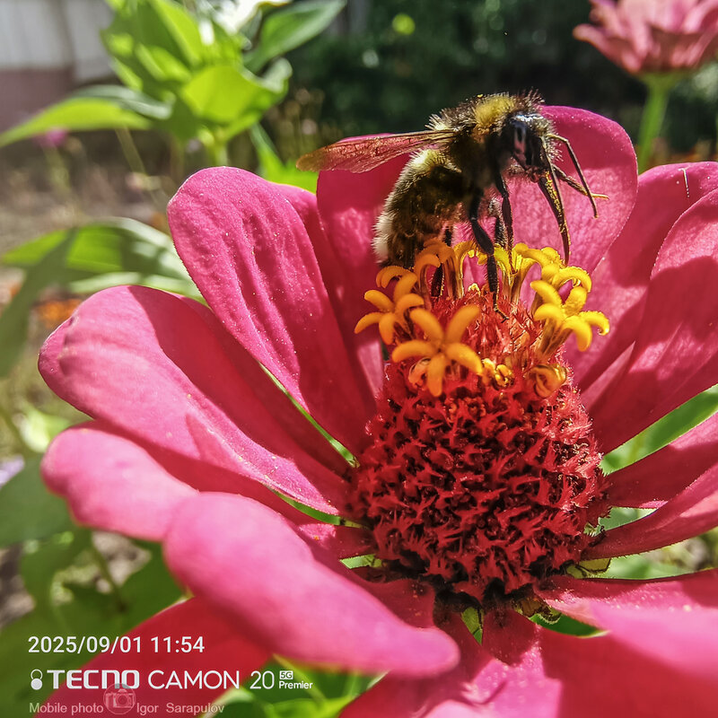 Макро момент со шмелём - Игорь Сарапулов