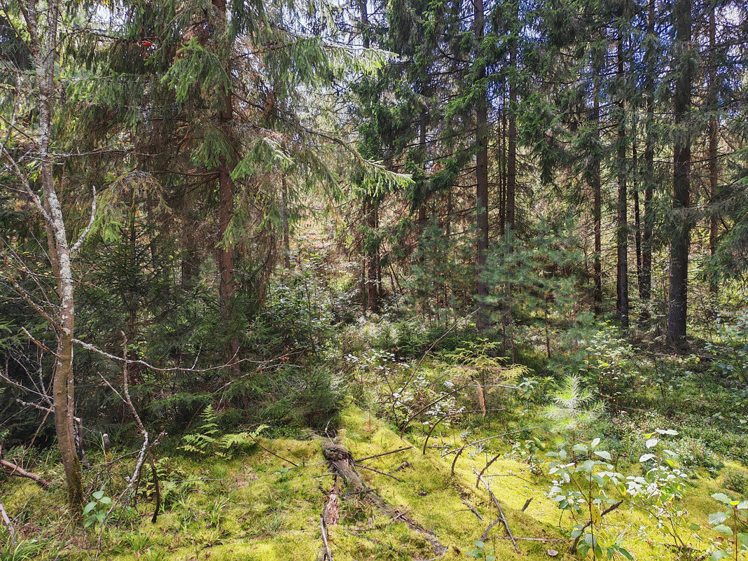 Лесной пейзаж - Денис Бочкарёв Лесной пейзаж - Денис Бочкарёв