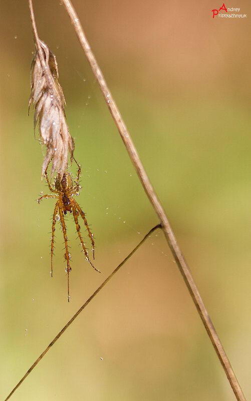 В засаде - Андрей Пристяжнюк