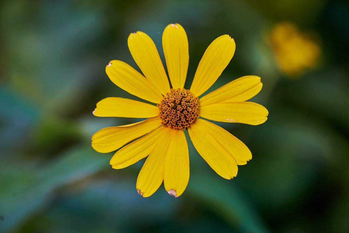 Пупавка - Александр Леонов