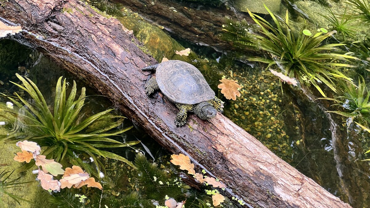 Добрый сердцем не обидит Ни травинку, ни букашку - "The Natural World" Александер