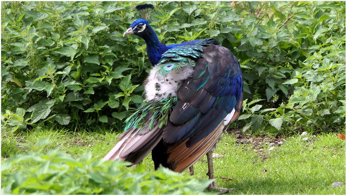 По росе идёт, ступая Осторожно-осторожно: - "The Natural World" Александер