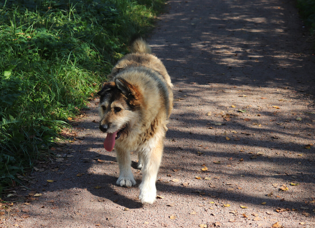 Гуляю сам по себе. - Наталья Лунева 