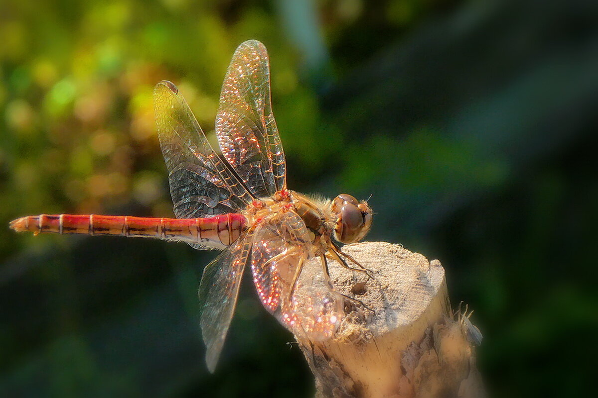 Сияющая в лучах солнышка... - Владимир Шошин Сияющая в лучах солнышка... - Владимир Шошин