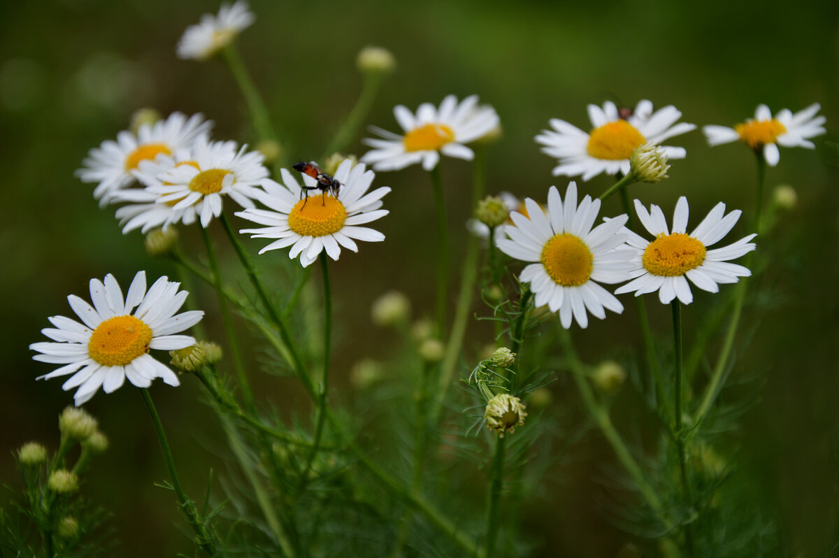 *** - Надежда Куркина 