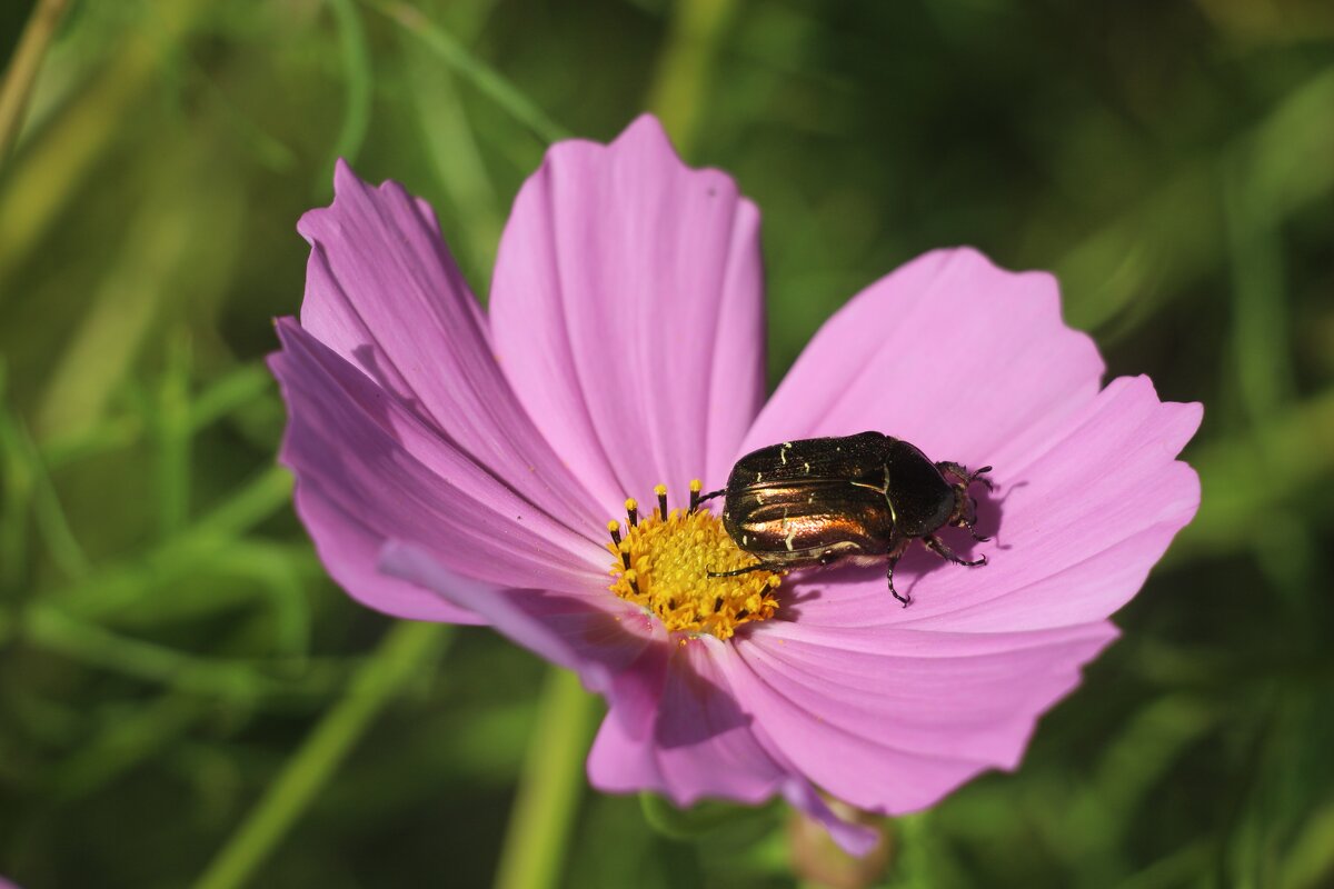 *** - Наталья Герасимова