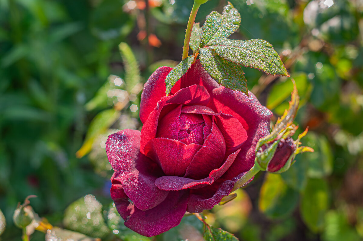 Ранним утром... - Александр Филатов