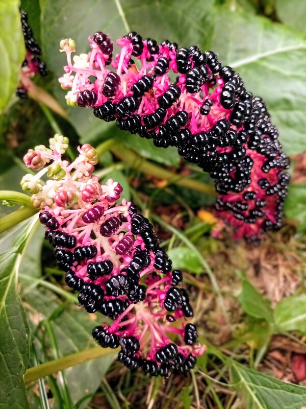 Лаконос ягодный - Veera V