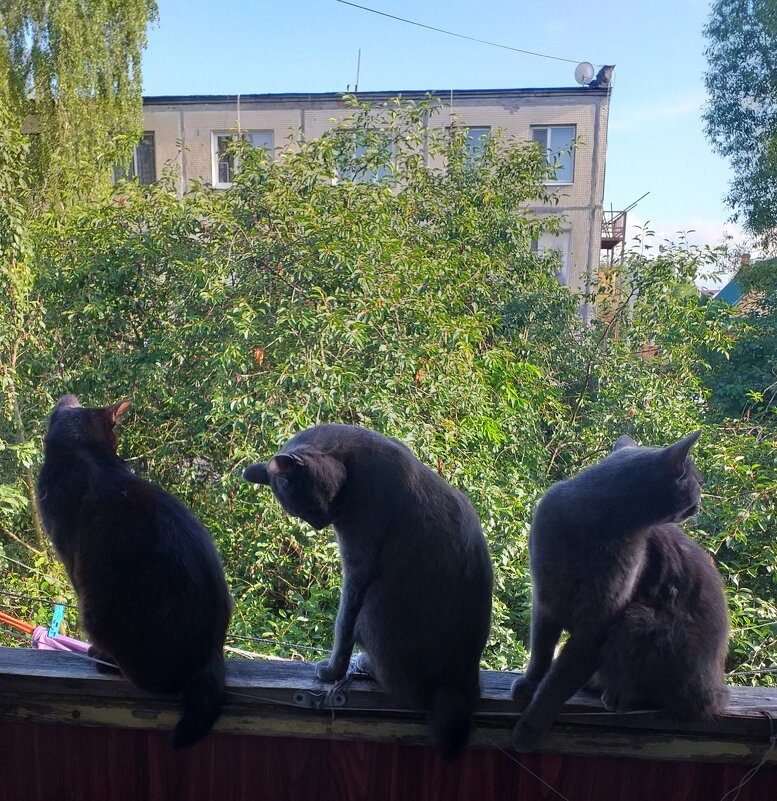 теневой дозор... - Галина Флора