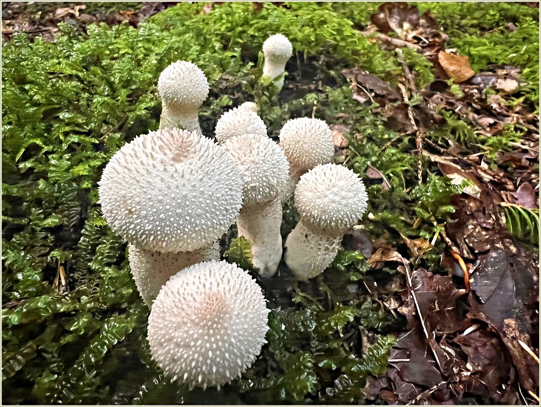 Дождевики. - Валерия Комова