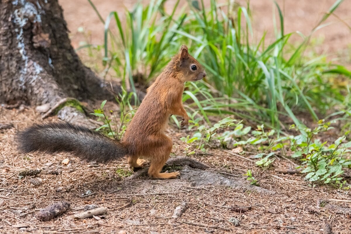 Белочка в стойке. - Виктор Евстратов