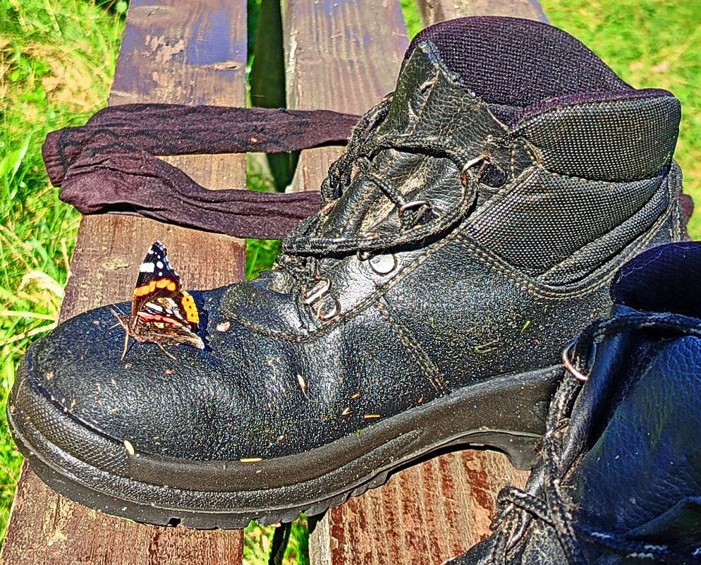 Бабочка и башмак... - Vladimir Semenchukov