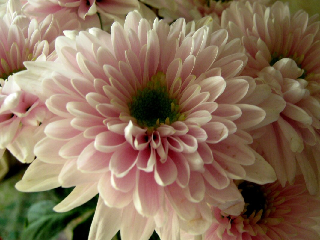 Хризантема - Елена Семигина Хризантема - Елена Семигина