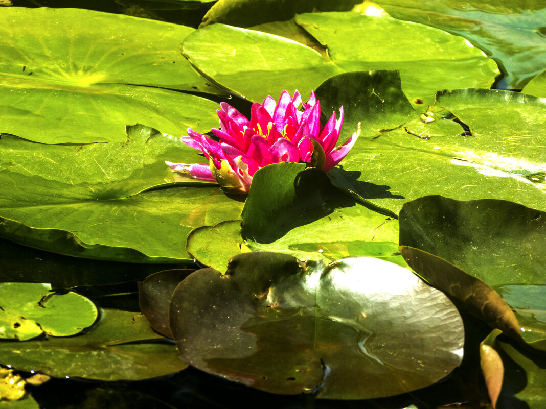 Алая лилия - Валентин Семчишин