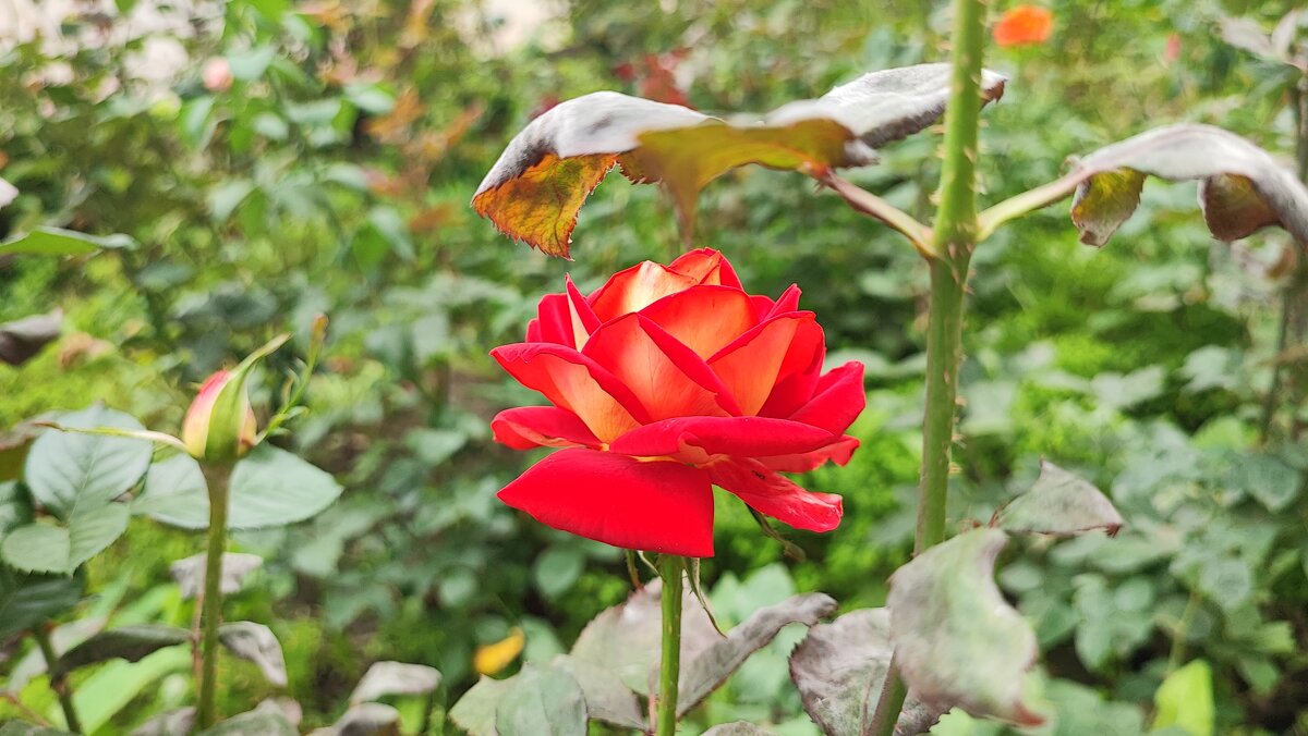 ,,, - Сергей Тимоновский