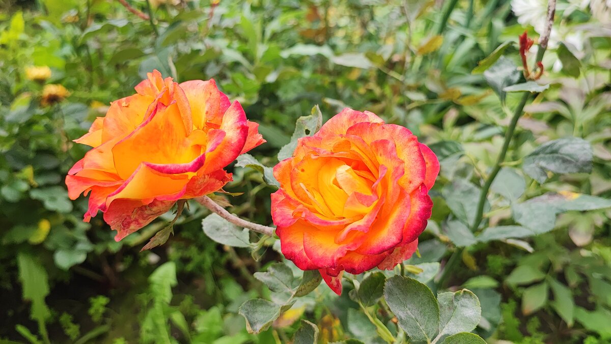 ,,, - Сергей Тимоновский