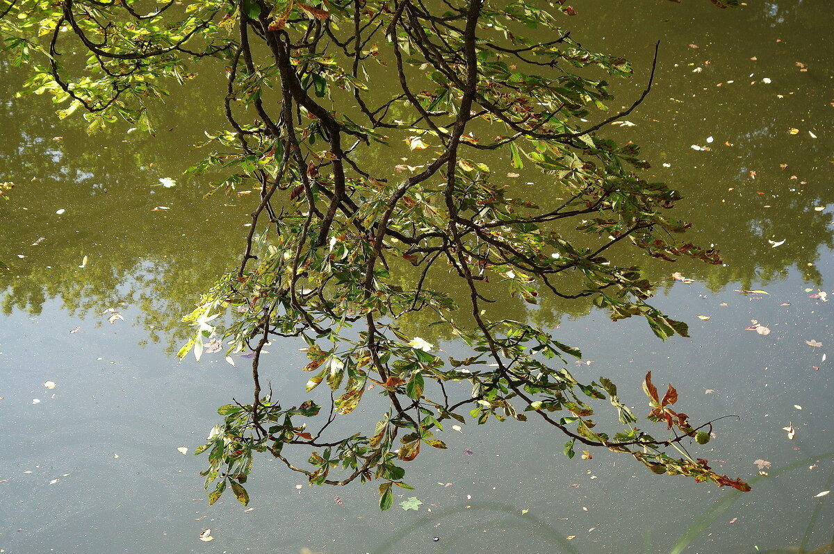 Сентябрьские зарисовки - Рита Симонова
