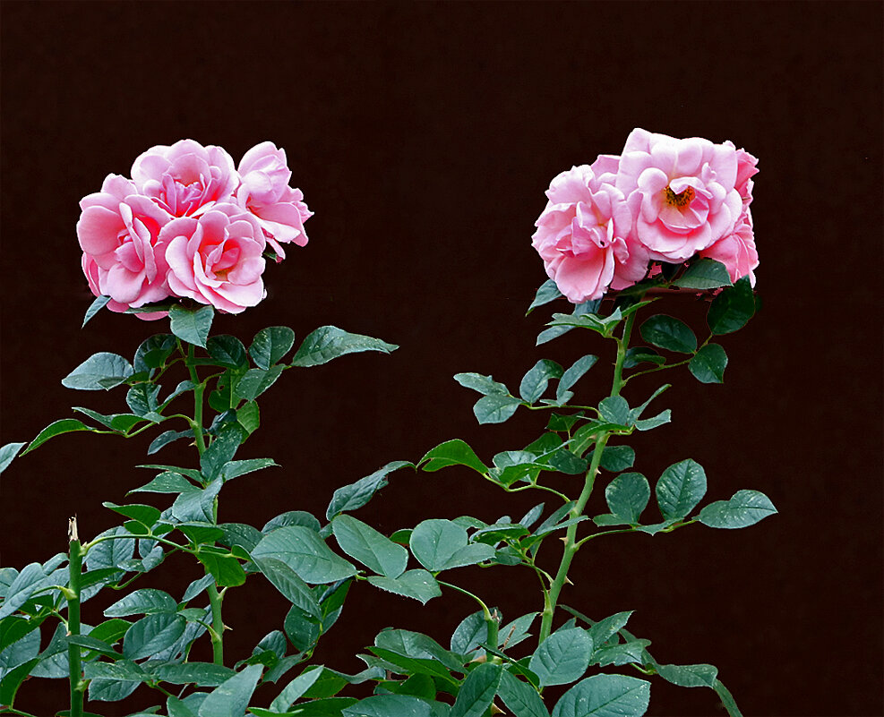 Сентябрьские - Светлана 