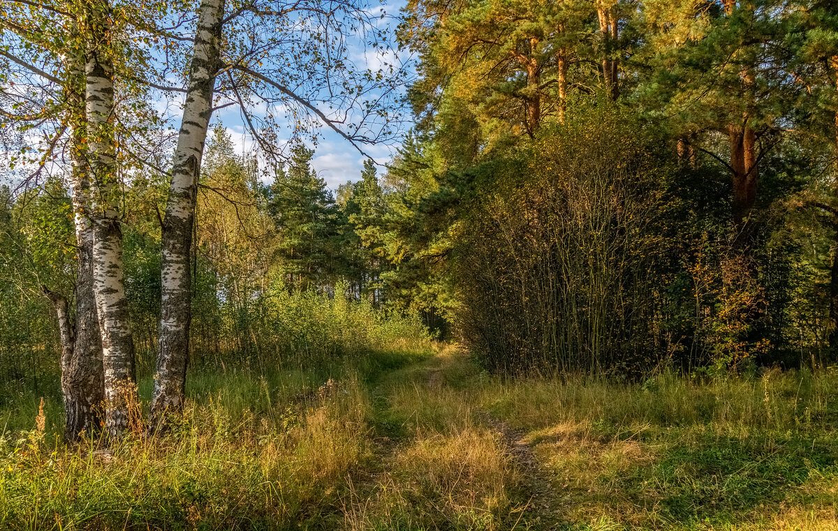 Осень она не спросит 4 - Андрей Дворников Осень она не спросит 4 - Андрей Дворников