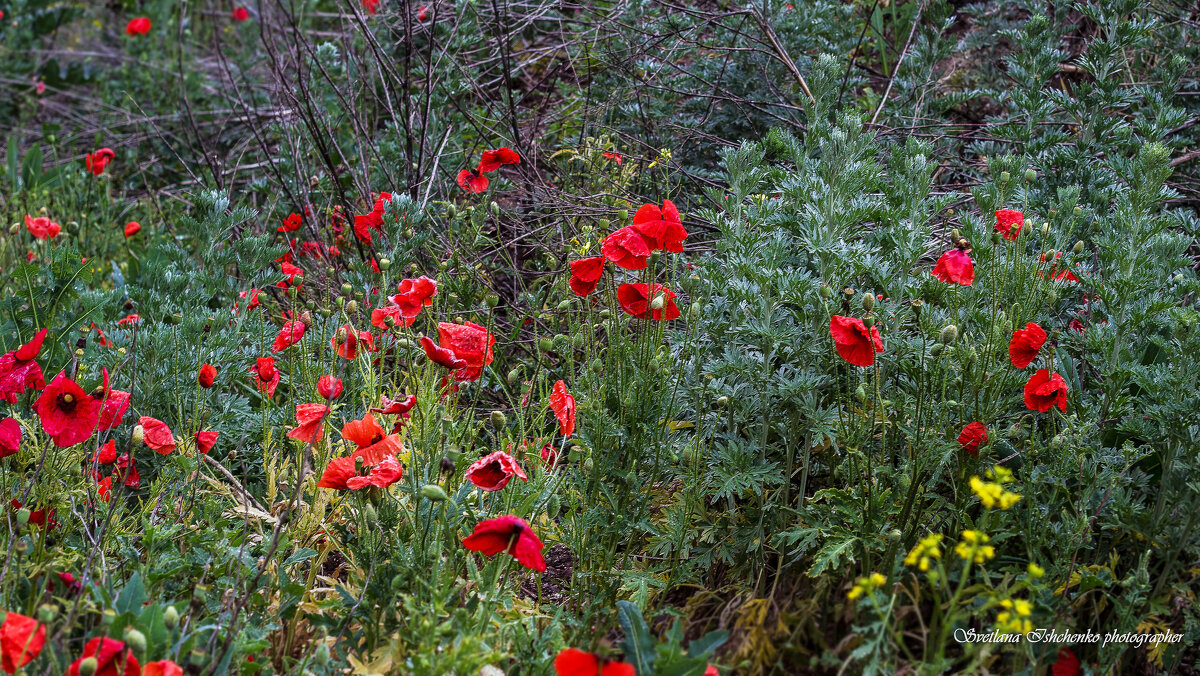 Мокрые маки - Светлана Ищенко
