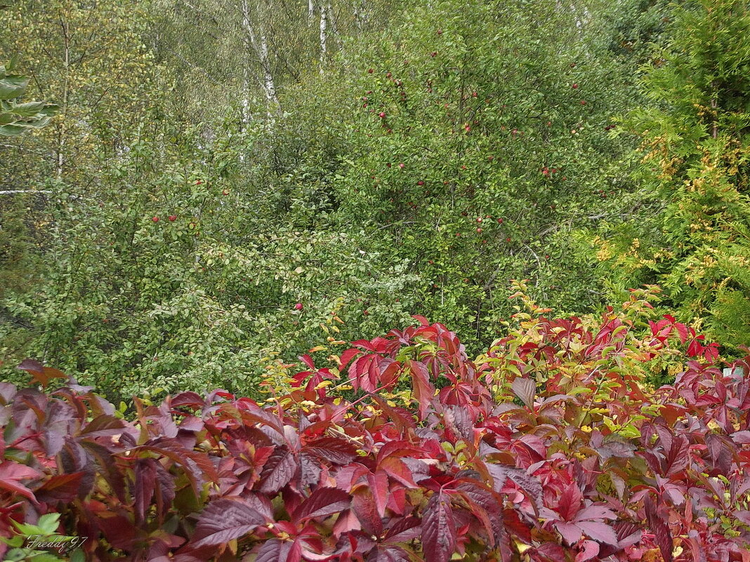 Дикий виноград - Freddy 97 Дикий виноград - Freddy 97