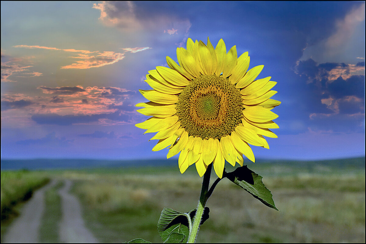 Подсолнух у дороги. - Анатолий Уткин