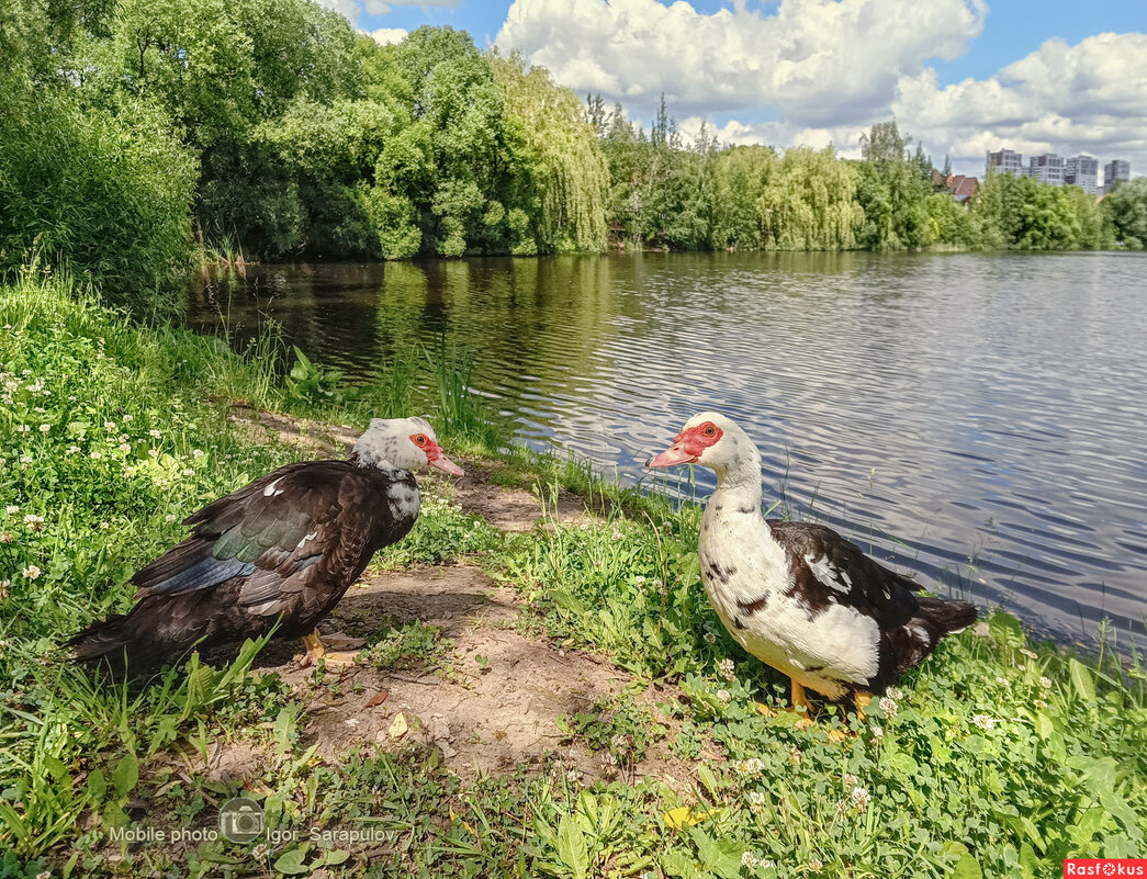 Пруд Утятник - Игорь Сарапулов