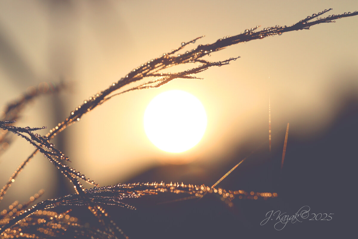 *** - Елена Kазак (selena1965)