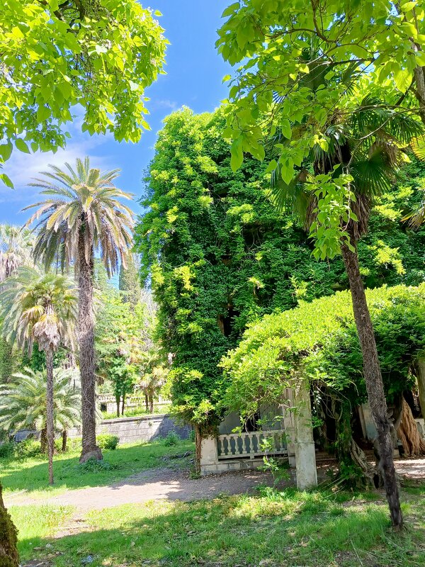 Природа Абхазии - Татьяна Пальчикова