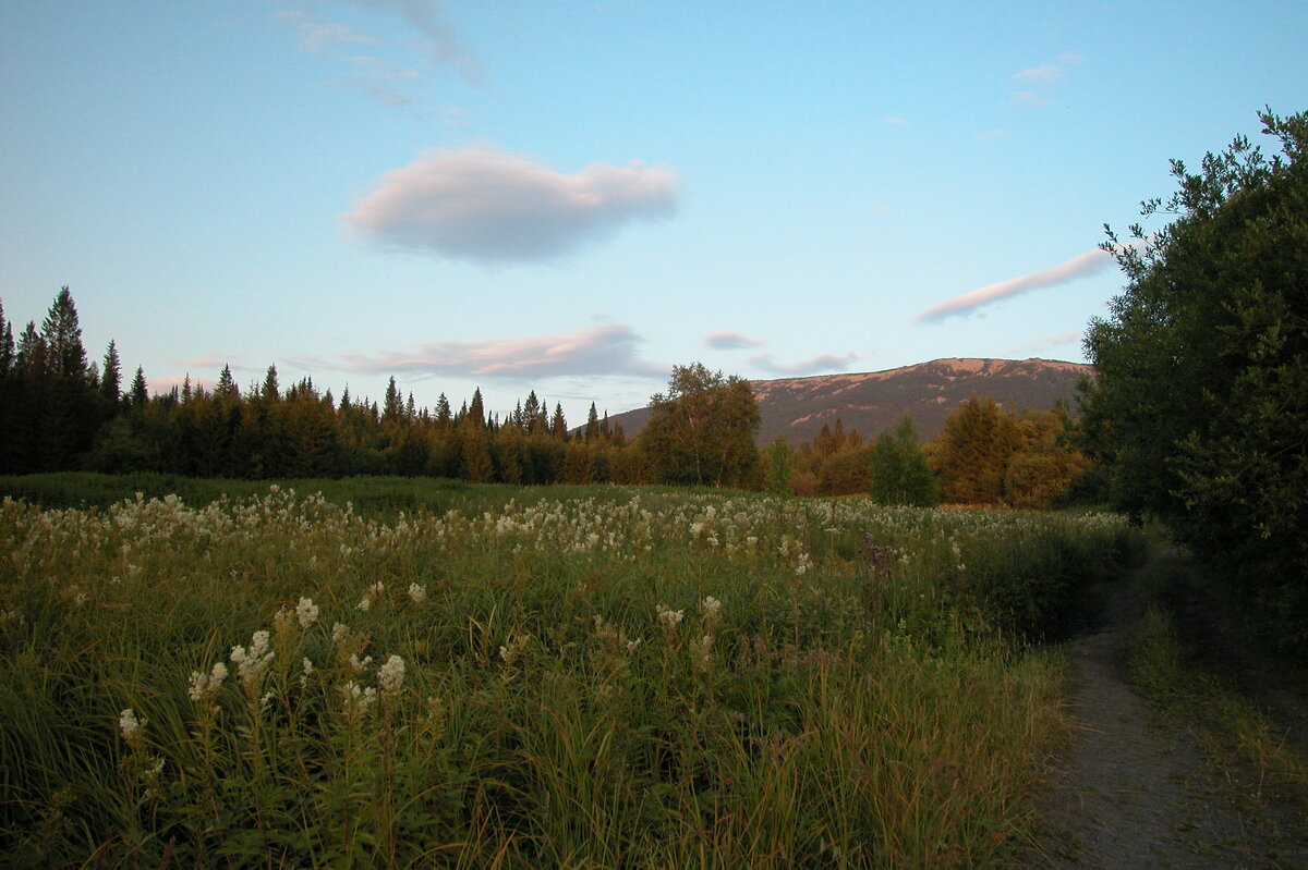 Таволга цветет - Наталья Лунева 