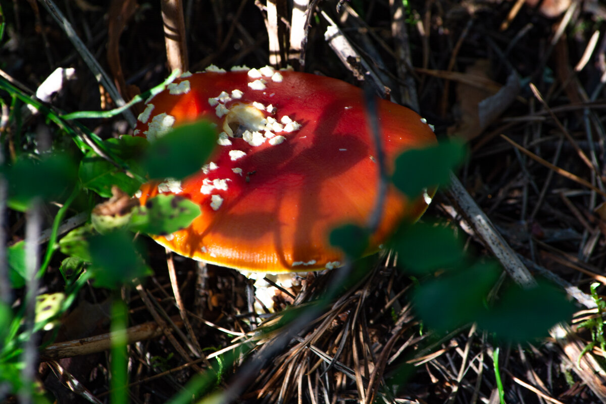 Мухомор - Марина Никулина