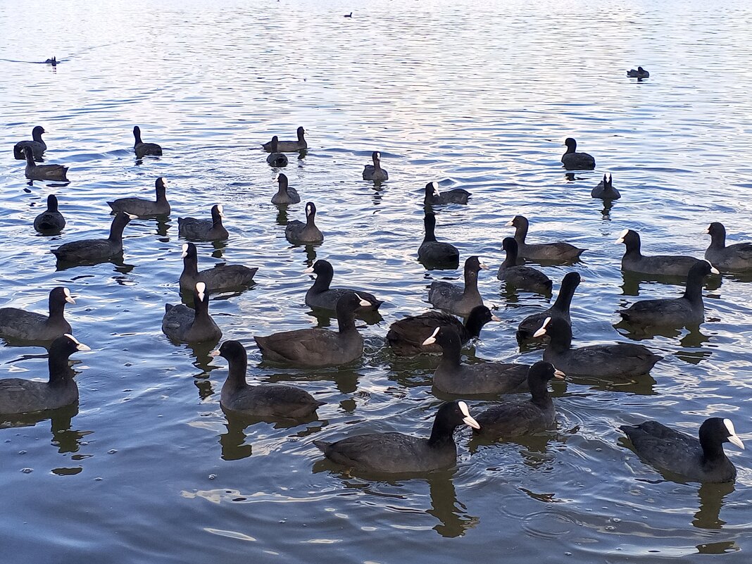 Лысухи - Сапсан 