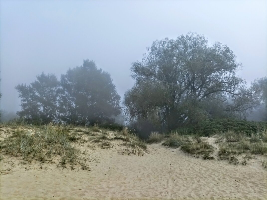 Туманный день - Veera V