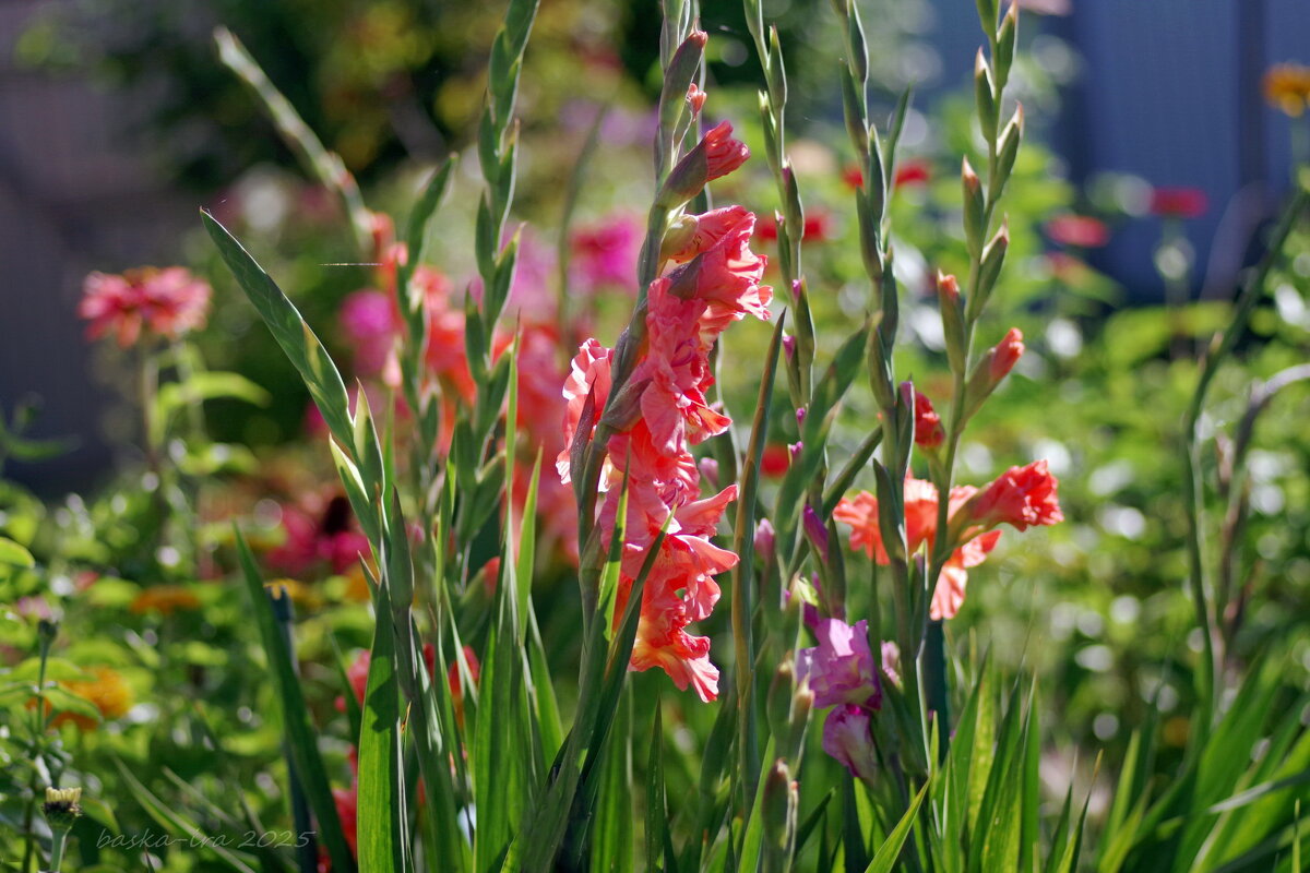 Мои любимые гладиолусы - Ирина Баскакова
