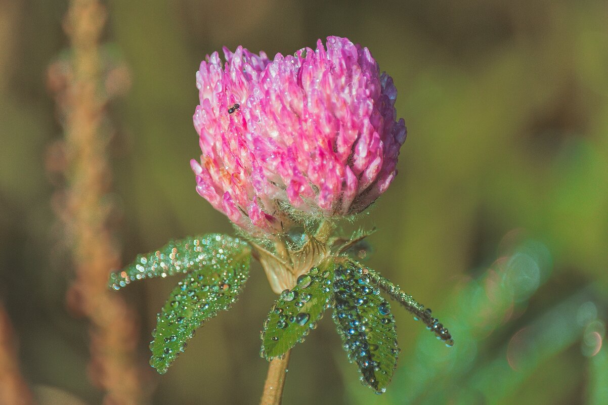 *** - Виктор Иванович Чернюк