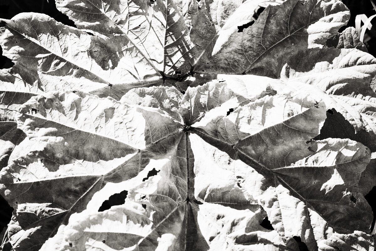 ... - Денис Безногов ... - Денис Безногов