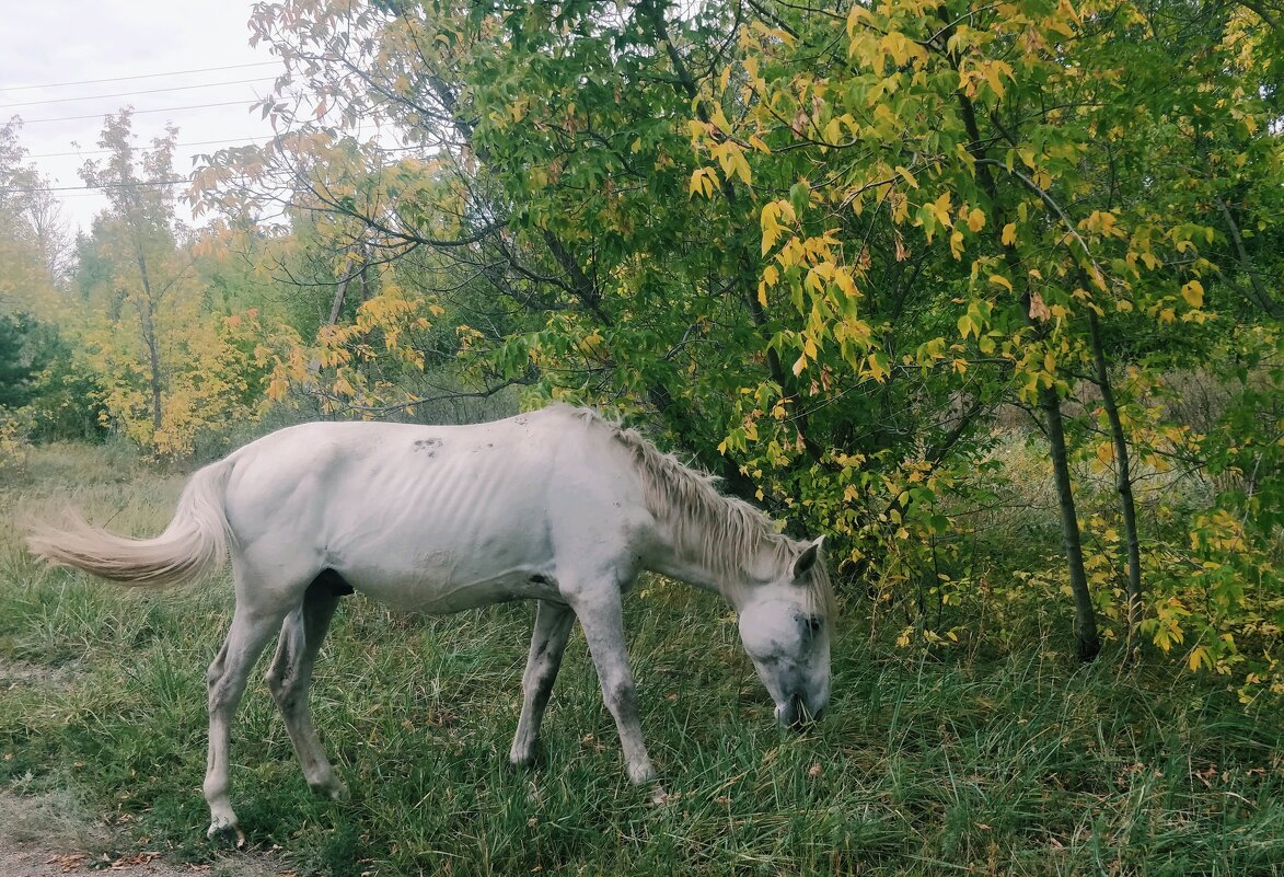 Белый конь - Андрей Хлопонин
