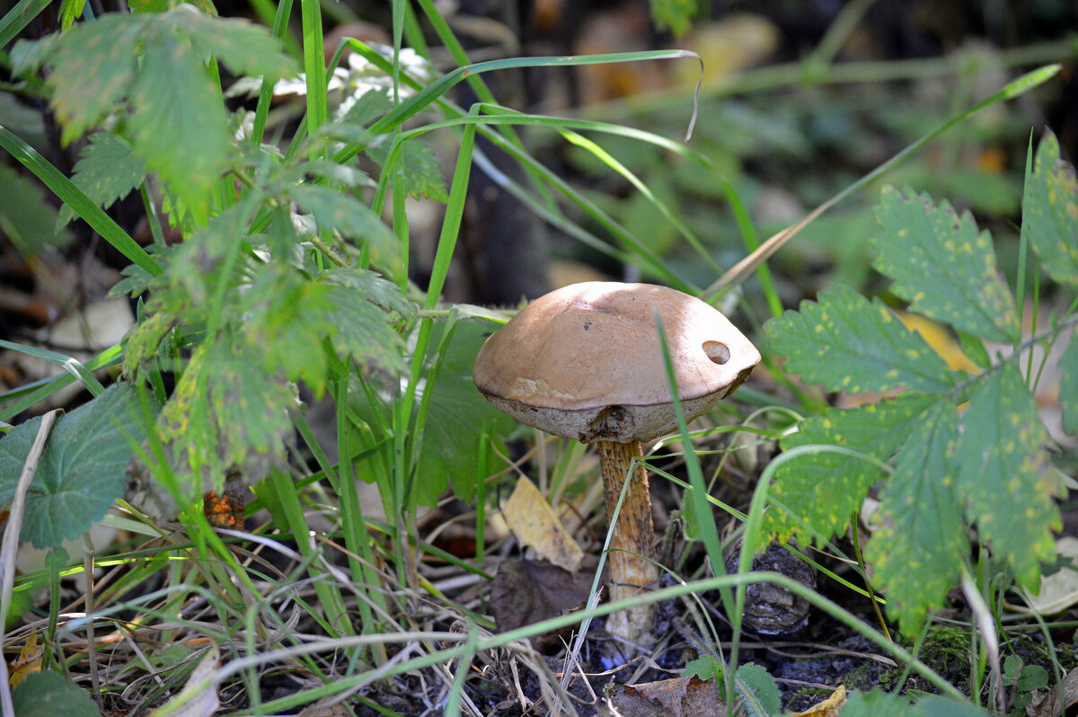 Завершающий сезон ) - Татьяна Лютаева