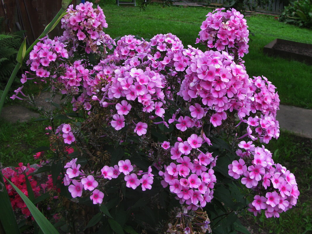 Красота флоксов - Людмила Смородинская