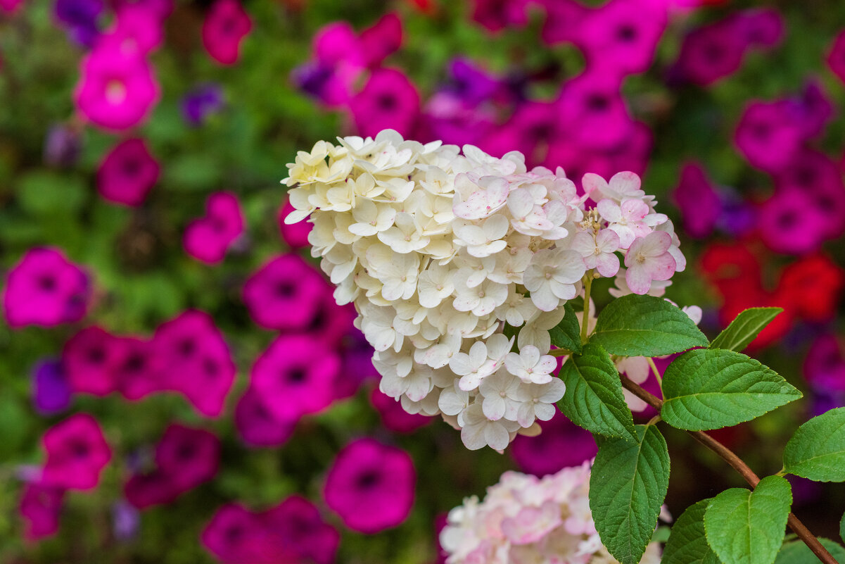 Гортензия - Петр 