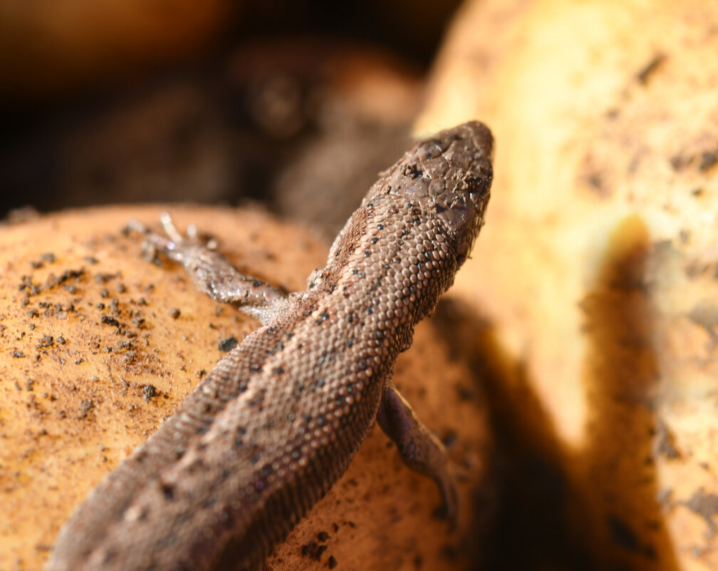 Картофельный дракон - Сергей Шаврин