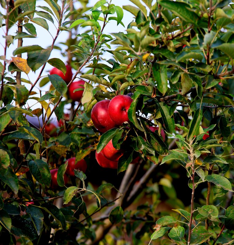 Адыгея, яблоки. - Evgeny Mameev